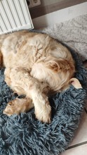 MONA, Hund, Mischlingshund in Grefrath - Bild 4