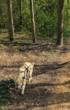 MONA, Hund, Mischlingshund in Grefrath - Bild 5