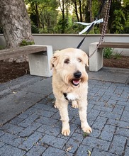 MONA, Hund, Mischlingshund in Grefrath - Bild 6