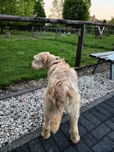 MONA, Hund, Mischlingshund in Grefrath - Bild 7