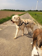 MONA, Hund, Mischlingshund in Grefrath - Bild 8