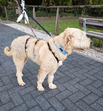 MONA, Hund, Mischlingshund in Grefrath - Bild 9