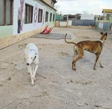 RHAEGAL, Hund, Mischlingshund in Geilenkirchen - Bild 7