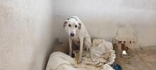 RHAEGAL, Hund, Mischlingshund in Geilenkirchen - Bild 8