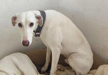 RHAEGAL, Hund, Mischlingshund in Geilenkirchen - Bild 9