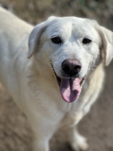 TORBATA, Hund, Maremmano-Mix in Mönchengladbach