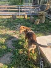 KLEOPATRA, Hund, Mischlingshund in Rumänien - Bild 11