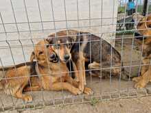 KLEOPATRA, Hund, Mischlingshund in Rumänien - Bild 12
