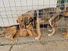 KLEOPATRA, Hund, Mischlingshund in Rumänien - Bild 14