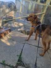 KLEOPATRA, Hund, Mischlingshund in Rumänien - Bild 15