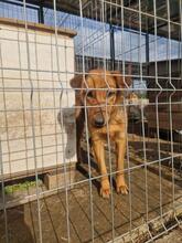 KLEOPATRA, Hund, Mischlingshund in Rumänien - Bild 16
