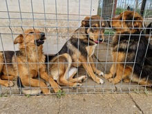 KLEOPATRA, Hund, Mischlingshund in Rumänien - Bild 17