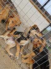 KLEOPATRA, Hund, Mischlingshund in Rumänien - Bild 18