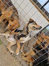 KLEOPATRA, Hund, Mischlingshund in Rumänien - Bild 19