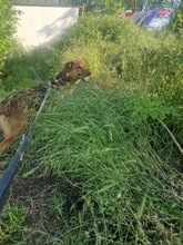 KLEOPATRA, Hund, Mischlingshund in Rumänien - Bild 20
