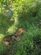 KLEOPATRA, Hund, Mischlingshund in Rumänien - Bild 21