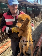 KLEOPATRA, Hund, Mischlingshund in Rumänien - Bild 22
