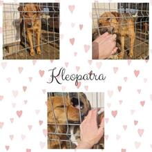 KLEOPATRA, Hund, Mischlingshund in Rumänien - Bild 23