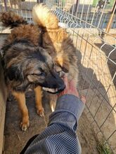 LIVIA, Hund, Mischlingshund in Rumänien - Bild 11