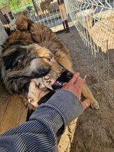 LIVIA, Hund, Mischlingshund in Rumänien - Bild 13