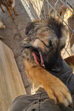 LIVIA, Hund, Mischlingshund in Rumänien - Bild 14