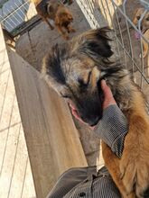 LIVIA, Hund, Mischlingshund in Rumänien - Bild 15