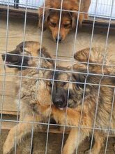 LIVIA, Hund, Mischlingshund in Rumänien - Bild 17