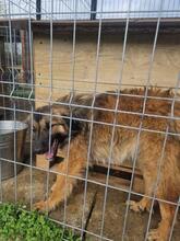 LIVIA, Hund, Mischlingshund in Rumänien - Bild 18