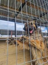 LIVIA, Hund, Mischlingshund in Rumänien - Bild 20