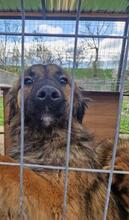 LIVIA, Hund, Mischlingshund in Rumänien - Bild 21