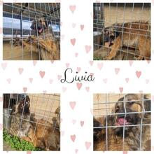 LIVIA, Hund, Mischlingshund in Rumänien - Bild 22