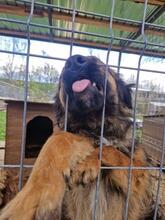 LIVIA, Hund, Mischlingshund in Rumänien - Bild 23