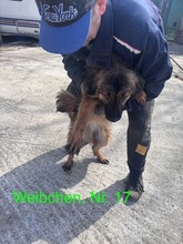 LIVIA, Hund, Mischlingshund in Rumänien - Bild 24