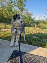 BOOMER, Hund, Mischlingshund in Rumänien - Bild 10
