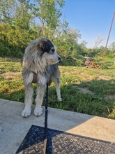 BOOMER, Hund, Mischlingshund in Rumänien - Bild 11