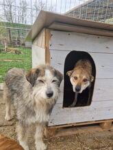 BOOMER, Hund, Mischlingshund in Rumänien - Bild 12