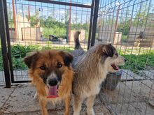 BOOMER, Hund, Mischlingshund in Rumänien - Bild 13