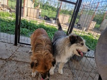 BOOMER, Hund, Mischlingshund in Rumänien - Bild 14