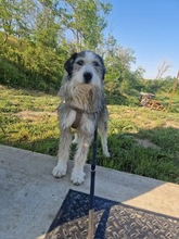 BOOMER, Hund, Mischlingshund in Rumänien - Bild 15
