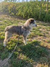 BOOMER, Hund, Mischlingshund in Rumänien - Bild 16
