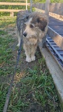 BOOMER, Hund, Mischlingshund in Rumänien - Bild 17