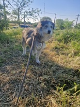 BOOMER, Hund, Mischlingshund in Rumänien - Bild 18