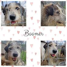 BOOMER, Hund, Mischlingshund in Rumänien - Bild 19