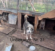 BOOMER, Hund, Mischlingshund in Rumänien - Bild 21