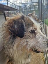 BOOMER, Hund, Mischlingshund in Rumänien - Bild 9