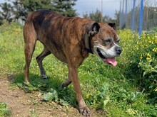 PRADA, Hund, Boxer in Italien - Bild 1