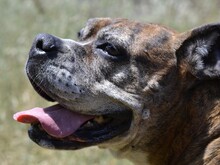 PRADA, Hund, Boxer in Italien - Bild 10