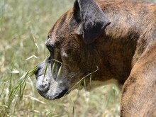 PRADA, Hund, Boxer in Italien - Bild 11