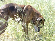 PRADA, Hund, Boxer in Italien - Bild 12