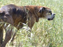 PRADA, Hund, Boxer in Italien - Bild 13